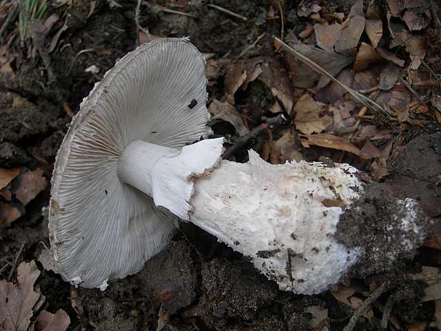 Primizie estive nel Jura francese